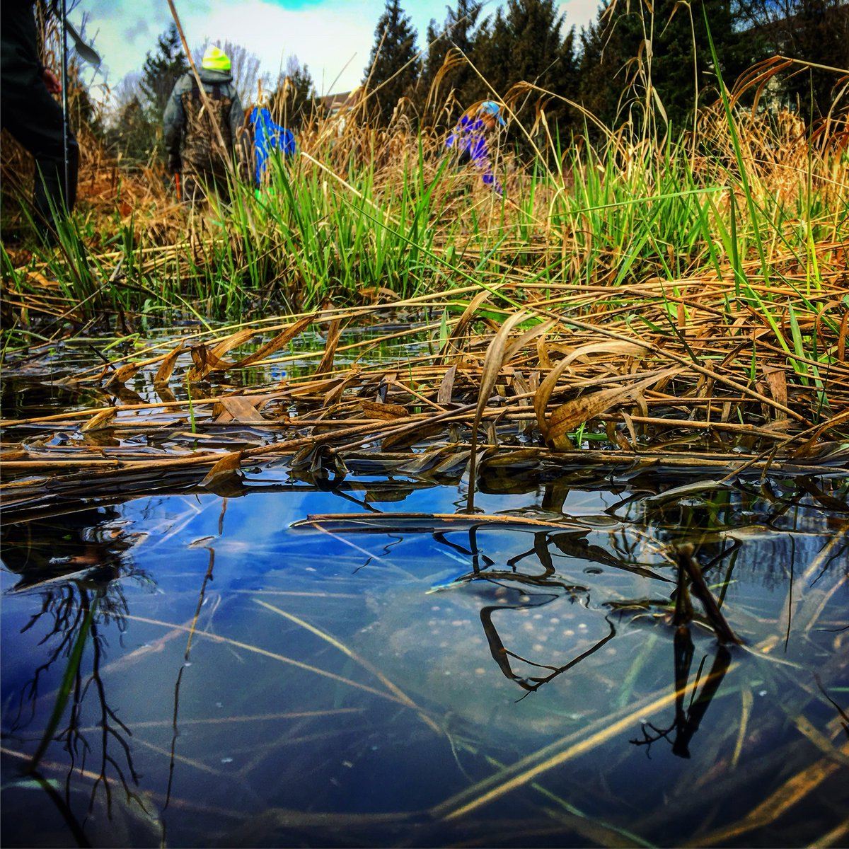 RiverRanger's tweet photo. Learn how to spot native salamander and frog egg masses with our friends @oregonwetlands. Training is Saturday, January 30, 10 am - noon. Learn more and sign-up at https://t.co/fhy5cVdI54 https://t.co/U5J1ogPjCj