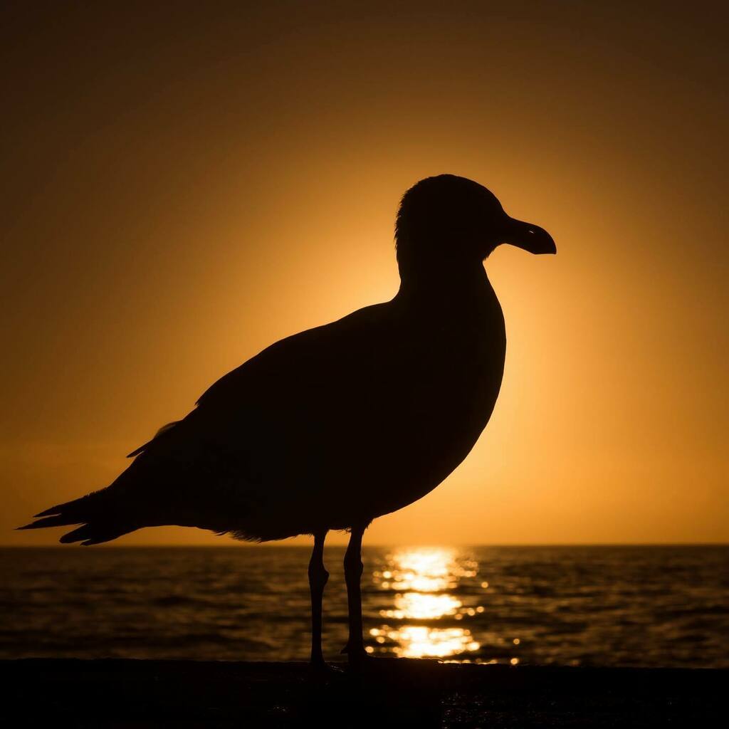 stephencphotog's tweet photo. Sunrise photo coaching 🌅
.
#travelphotography
#onlinephototraining
#onlinephotocourse
#photooftheday #portraitphotography #fashionphotography #travel #instagood #fashion #photographylife #photography📷 #landscapephotography #streetphotography #phot… https://t.co/YApJqLzvFt https://t.co/jgc06DI7dB
