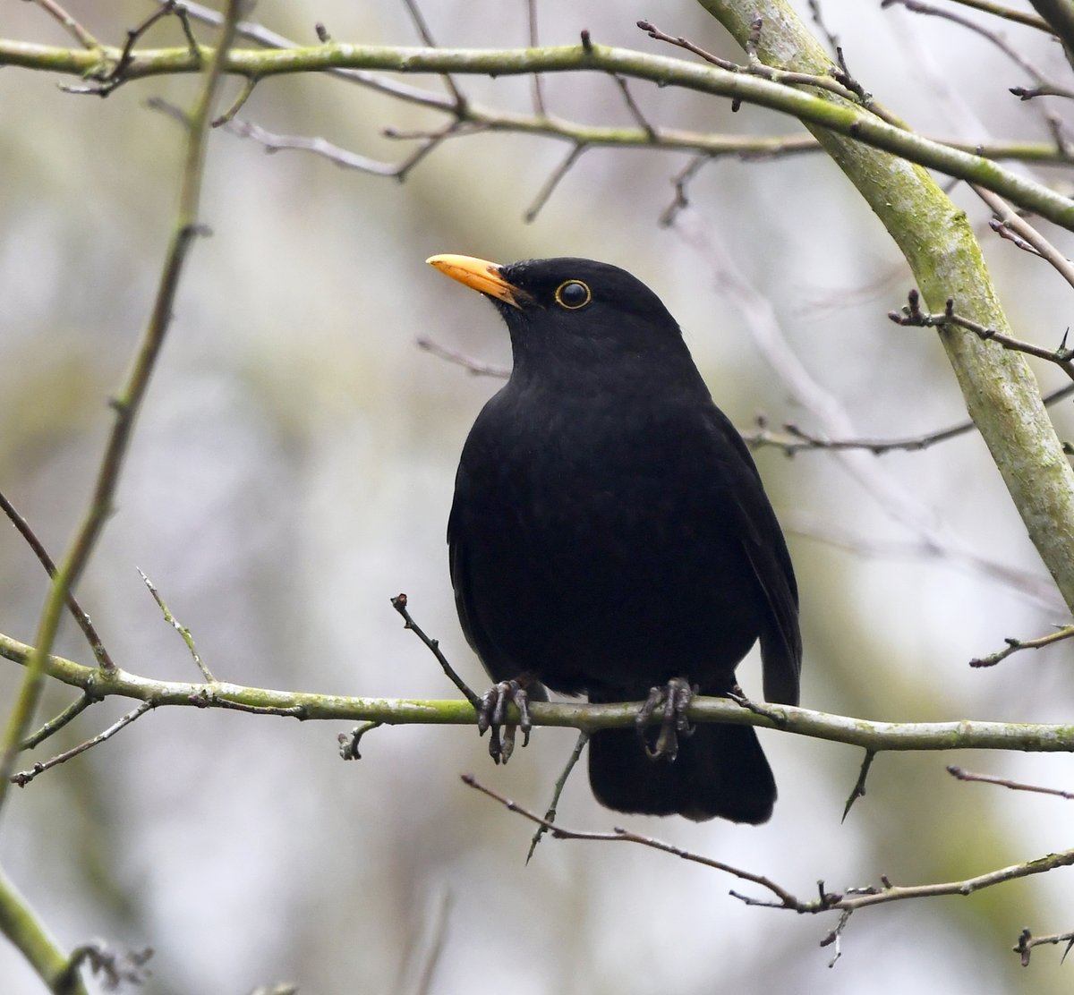 Handsome Blackbird.😊
 Taken last week at Rooksbridge in Somerset.
#TwitterNatureCommunity 🐦