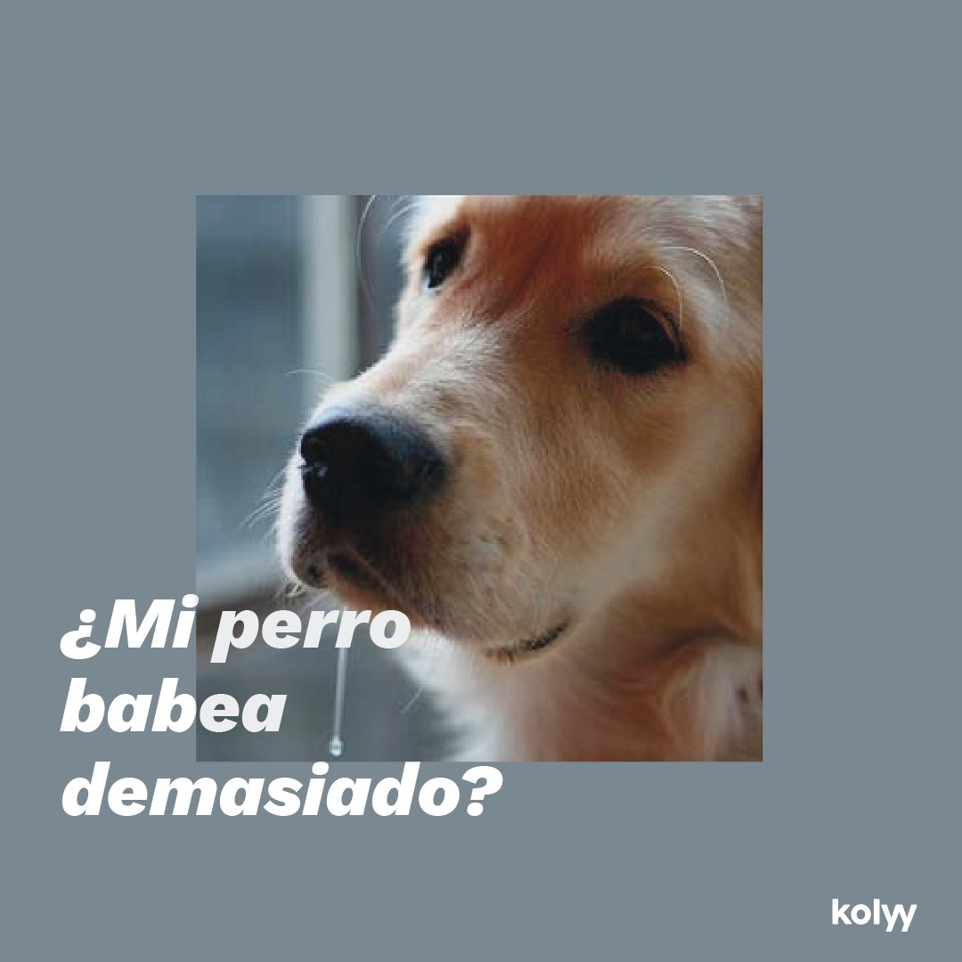 Kolyy_official's tweet photo. Quizás nos cuesta acostumbrarnos o nos parece excesiva, pero la eterna salivación en perros es un fenómeno bastante común, y se agudiza en razas como los San Bernardo o los Bóxer. 
Pero, ¿cuándo puede ser un síntoma de algo más grave?

¡Abrimos hilo! https://t.co/1nq54tm6E3