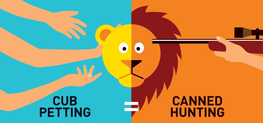 YouthForLions's tweet photo. Lion cubs are adorable & it can be tempting to want to cuddle them.
The sad truth is that by interacting with lion cubs, you are helping to tame them. This means that they canβt be released back into the wild and are often sold to canned hunting operations.
#bancubpetting https://t.co/WGZMTY0SYz