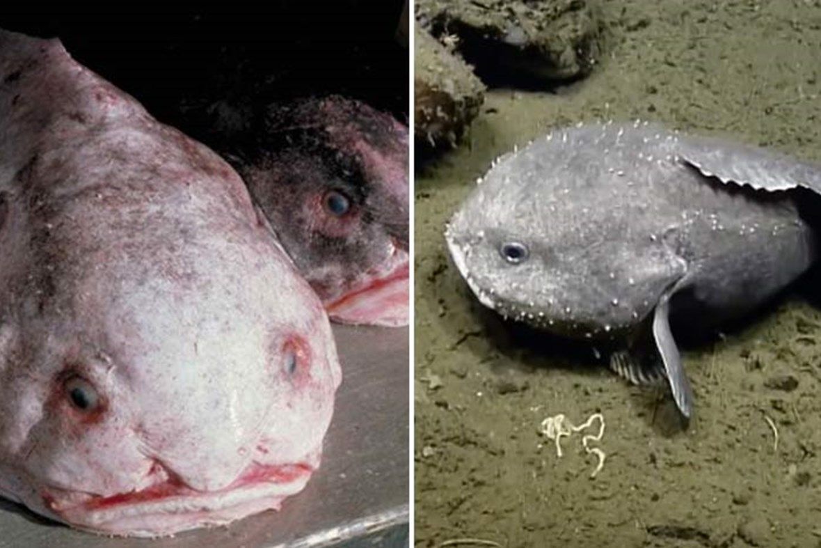 Blobfish, Blob Wiki