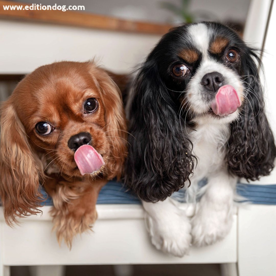 Aren't these two just the cutest?

Happy #TongueOutTuesday 

editiondog.com

#DogsOfTwitter