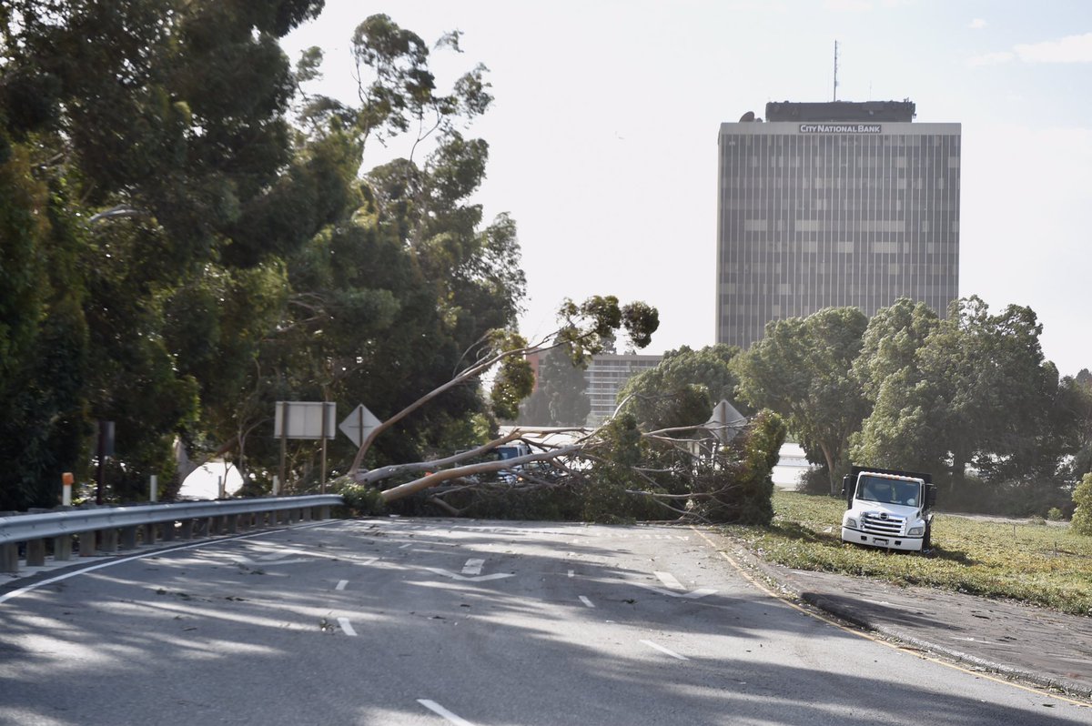 AnthonyInThe805's tweet photo. A fallen tree is blocking the NB Highway 101 off-ramp at Vineyard Avenue in Oxnard. #wind #santaanawind #traffic #vcstar #news https://t.co/4F0xRhEyYB