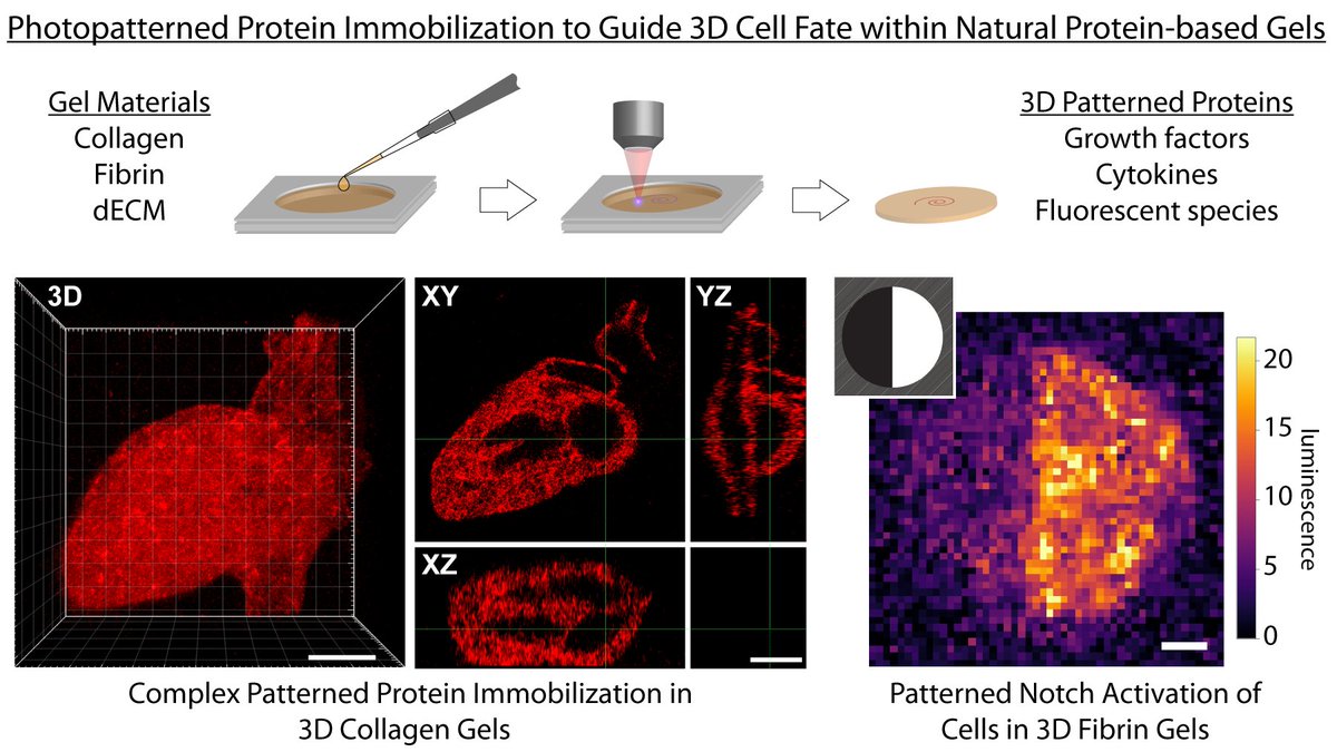 BIOLOGISTS! Want to pattern 3D cell fate in natural protein-based #hydrogels (e.g., collagen, fibrin, Matrigel)? Check out our new collab work w/ <a href="/kellystevenslab/">Kelly Stevens</a>, now live <a href="/PNASNews/">PNASNews</a>! Simple &amp; robust method! pnas.org/content/118/4/…

<a href="/UWBioE/">UW Bioengineering</a> <a href="/UWChemE/">UW Chemical Engineering</a> <a href="/UWISCRM/">ISCRM at UW</a> <a href="/UWMolES/">Molecular Engineering & Sciences Institute</a> <a href="/UWChemistry/">UWChemistry</a>