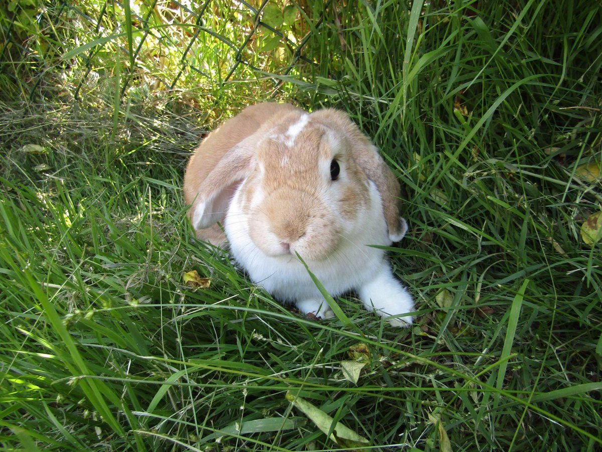 sparklebunny86's tweet photo. My precious little sparkle bunny babies x ☺️ #rabbit #rabbits #rabbitoftwitter #pet #PetsAreTheBest #petslove #bunny #BunnyTalks #bunnythreads #bunnyrabbit #babies #rabbitube #lovebun #bun #thebabies #animals #Bunnyoftwitter https://t.co/jksiYR1aWS