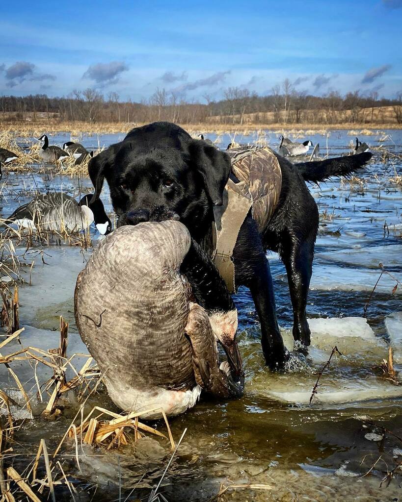 TonyVandemore's tweet photo. Doing what we love on this sunny #TakeEmTuesday!!! Warming up for Snows with some January Honkers. #TeamOutdoors https://t.co/FZgFy9NRme https://t.co/UyL61e4M5O