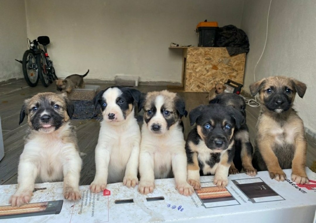 Sol__Yumruk's tweet photo. Bu güzellikleri sahiplenmek isterseniz sizi bekliyorlar 🐶 İletişim 👉 https://t.co/PSktCWxVBl https://t.co/lqrnVRAexY
