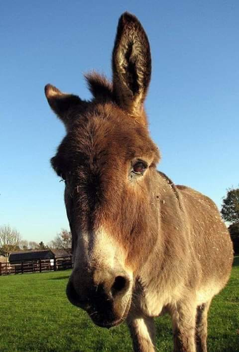 “EŞEK” deyip, geçmeyin!
Her ne kadar insanoğlu türlü akılsızlıkları “eşşeklikle” nitelendirse de en güzel gözlere sahip bu sevimli hayvan, yerine göre çoğu insandan daha akıllıdır… Örneğin “Eşek, iyi bir yol mühendisidir. Yokuşları en fazla % 7 eğimle ve+++