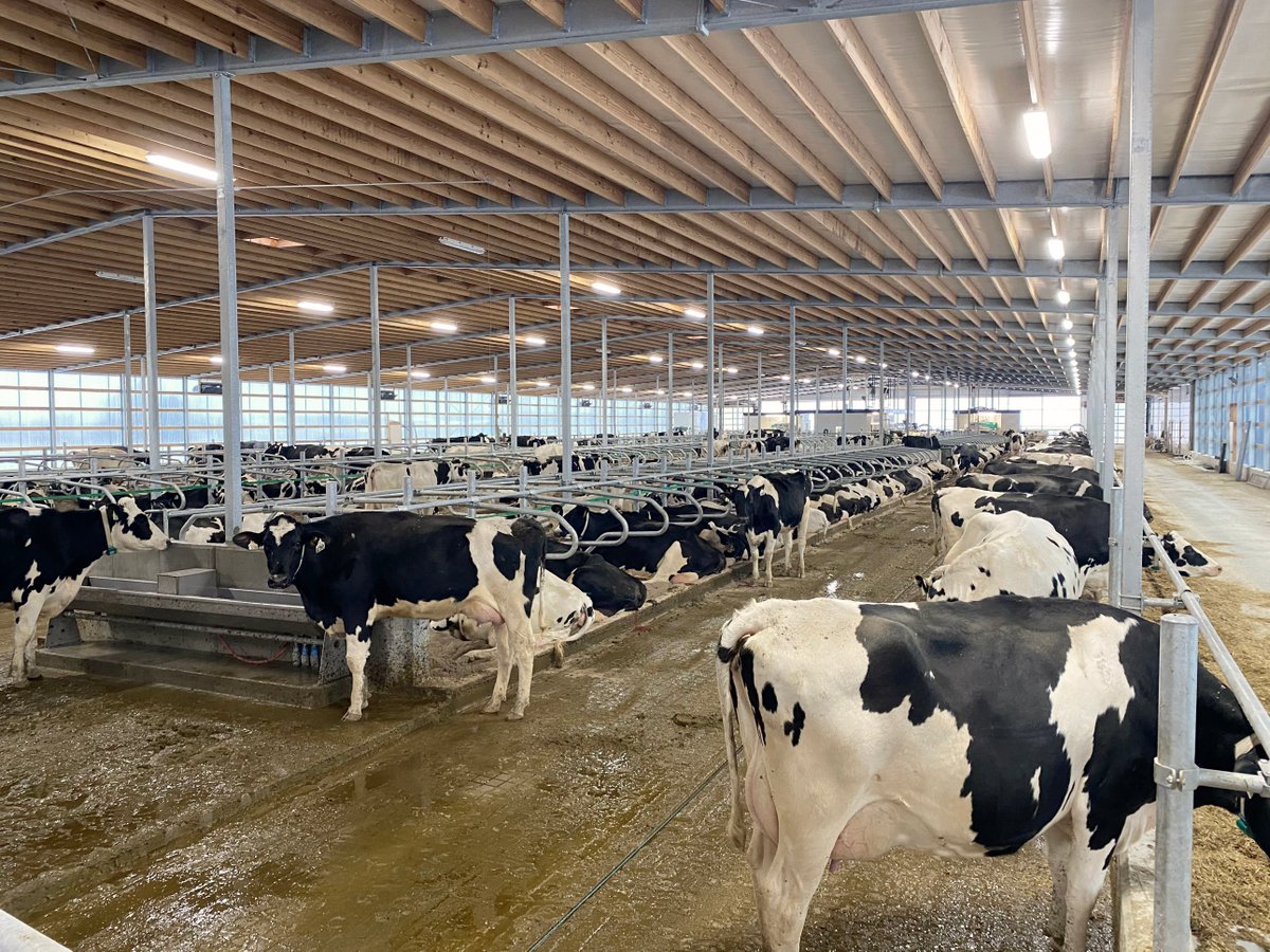 dairylanesystem's tweet photo. The cows at A.H.E. Dairy Farm are laying great and looking comfortable in their new home with 5 GEA R9500 robots!

#DLSdairy #DLSrobotics #DLSstructure #DLSJourdain #dairyfarmers #dairyfarming #dairy #agriculture #milk #cowcomfort https://t.co/86EdOgnw6u