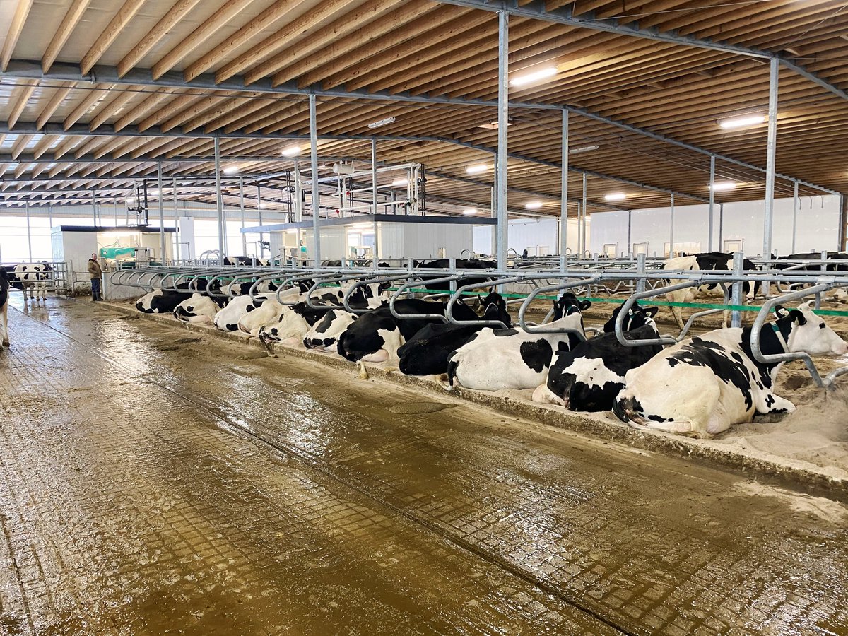 dairylanesystem's tweet photo. The cows at A.H.E. Dairy Farm are laying great and looking comfortable in their new home with 5 GEA R9500 robots!

#DLSdairy #DLSrobotics #DLSstructure #DLSJourdain #dairyfarmers #dairyfarming #dairy #agriculture #milk #cowcomfort https://t.co/86EdOgnw6u