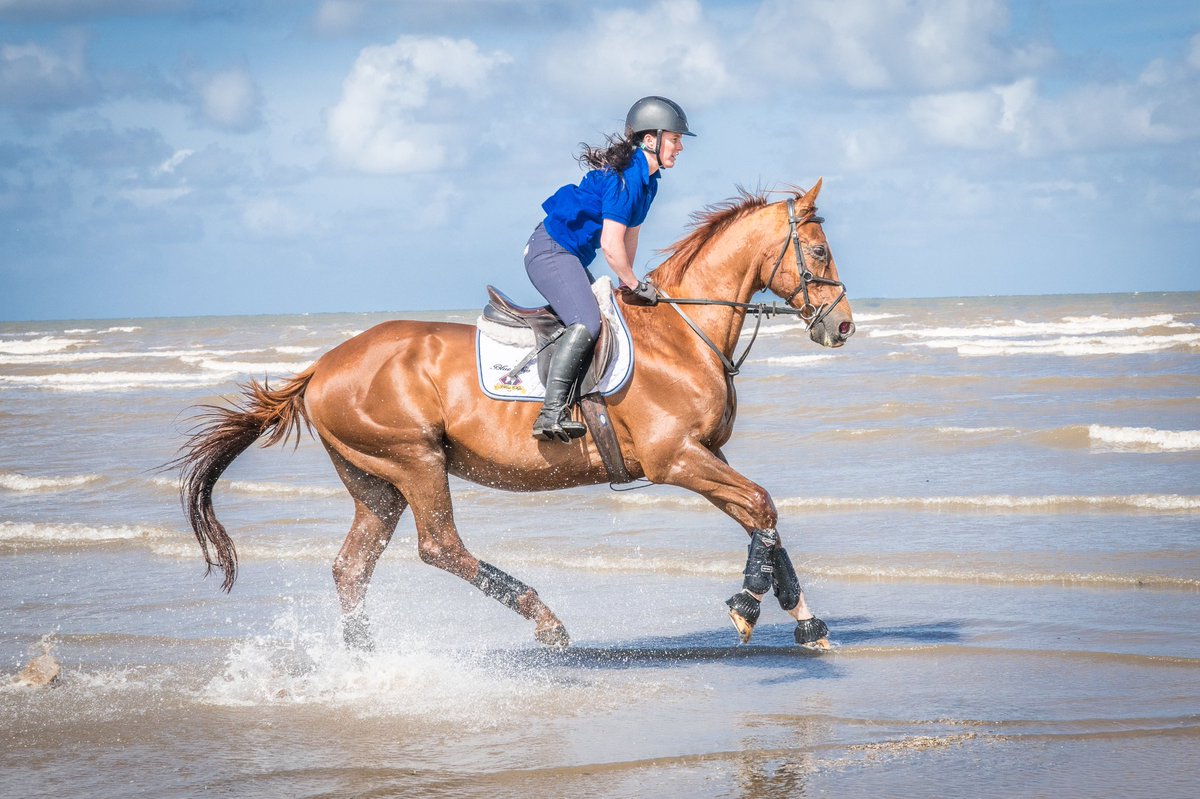 Objectivity a 17yr old Storm Cat colt we sold as a yearling having a gallop on the beach in the UK with owner Claire Howie 😎 #ottb #secondcareer #thoroughbred