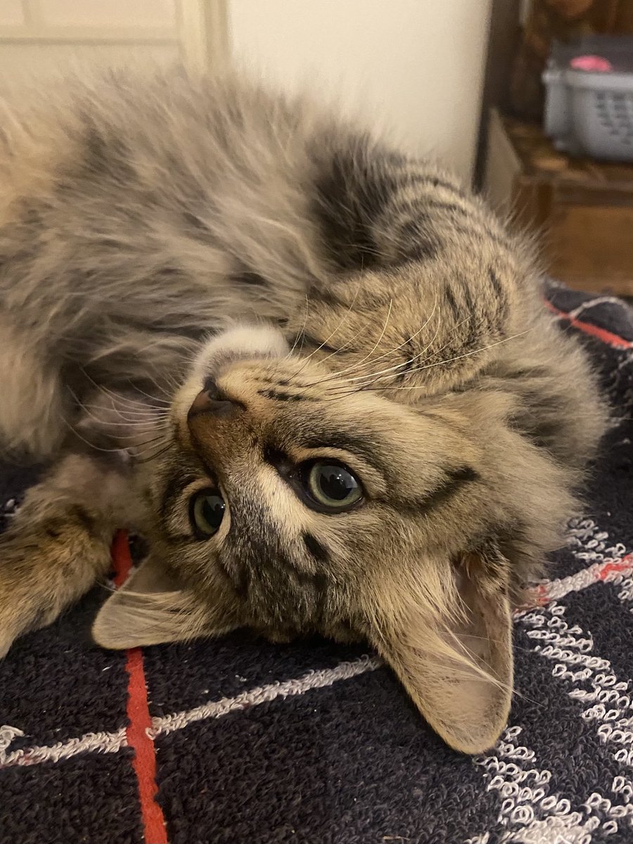 asmxxabb's tweet photo. meet pepper https://t.co/hDfdUBUAU5
