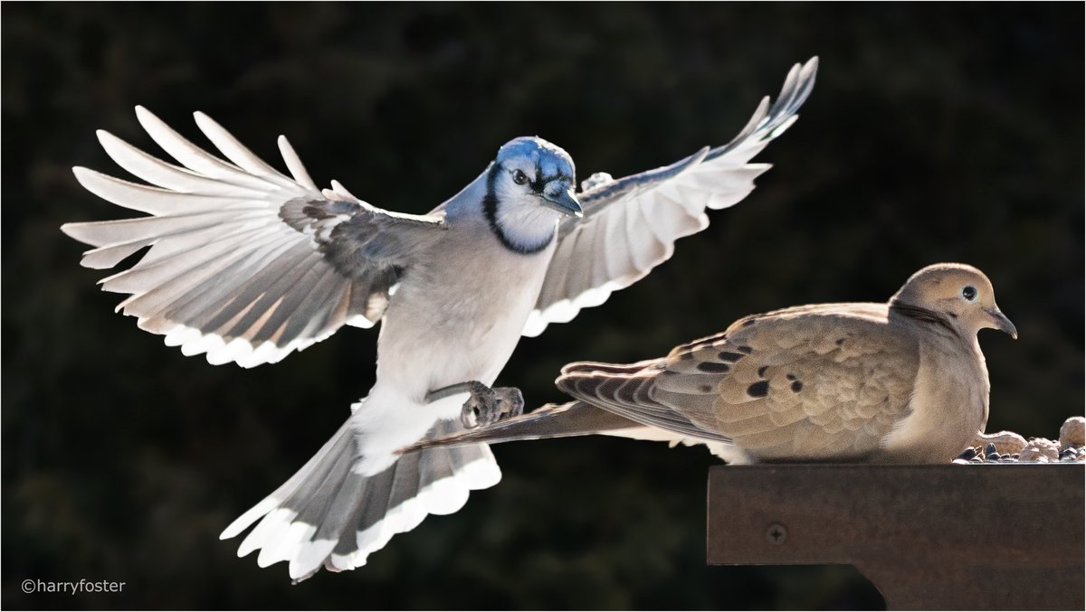 harry_fosters's tweet photo. Interesting! This Blue Jay is the same one I photographed back on December 5 with the symmetrical indents in the wings. Nice to see it again. Probable explanation below, from @DarleneWright22 #birdphotography #nature #NaturePhotography #BlueJays 
https://t.co/LowVifOuvm https://t.co/svXbYToemi