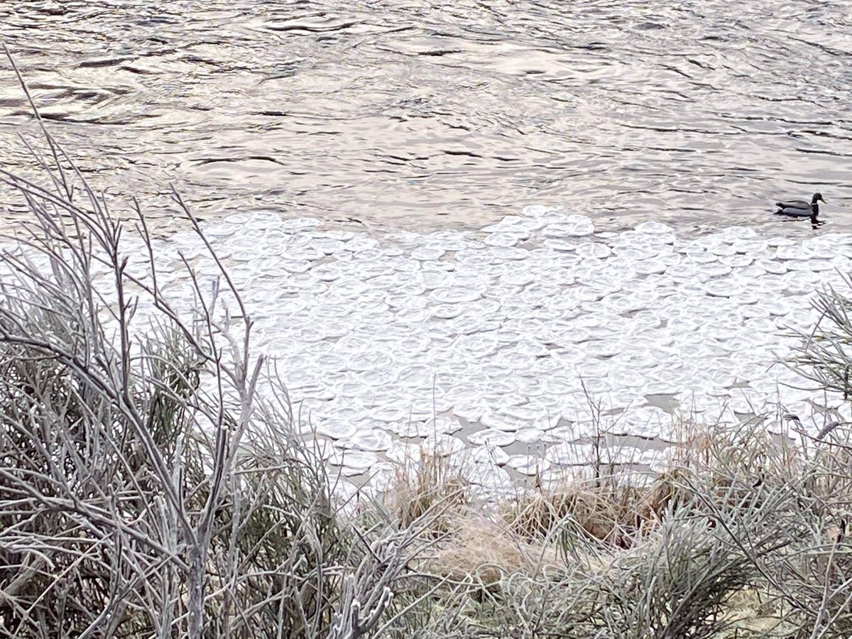 topchips99's tweet photo. @BBCSpringwatch pancake ice on the River Spey today. https://t.co/xbHukwRWYw