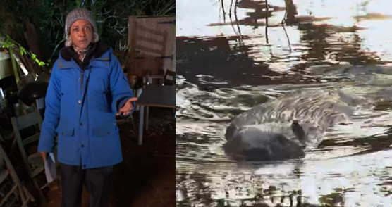 Exciting to see @gillians_voice presenting NOW from @CornwallBeaver on #BBC2 #Winterwatch... enjoy!!

🦫🦫🦫

#ClimateAction #nature #ecoengineers #beavers #Cornwall