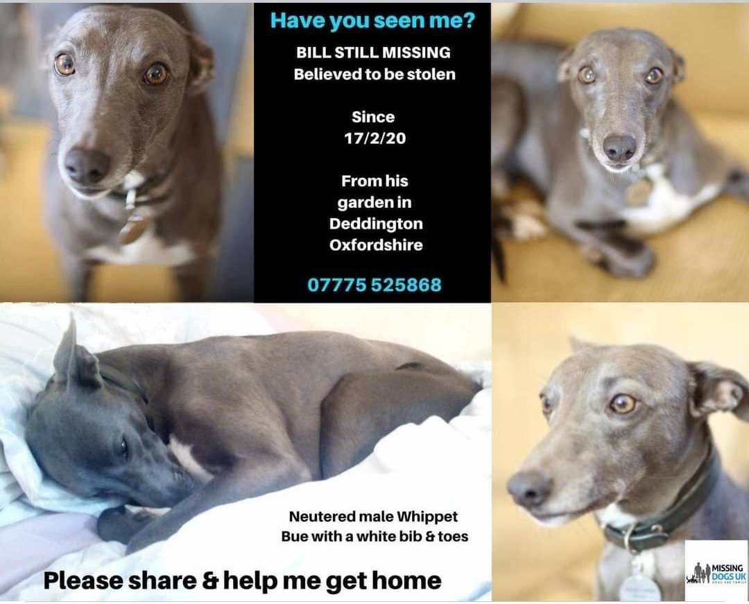 bs2510's tweet photo. #Billmissing
On February 17th BILL would have been #missing for ONE YEAR
He went missing from his garden in #Deddington #Oxfordshire
Male #Whippet Chipped & Neutered
Where is BILL now?
Any Info Please Contact Numberโ๏ธ
https://t.co/TBHfzUmocD
https://t.co/xwD9Bbm0vl https://t.co/F2BweXmbs5