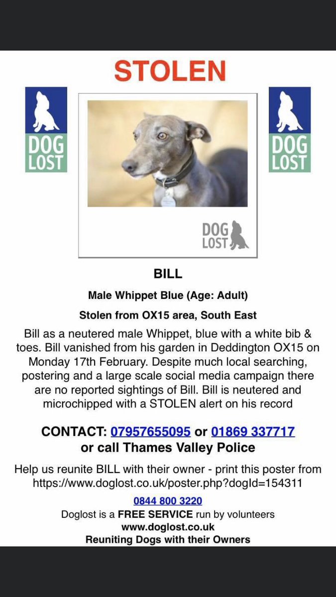 RachaelB100's tweet photo. #BillMissing
Bill the Whippet has a loving home!
He needs to go back.
There have been NO Sightings!
Did you find him?
Did you Keep him?
Did you Steal him?
Is he in your Area?
#Neutered #Chipped
#Stolen #Missing #Deddington #Oxfordshire #OX15 https://t.co/jsuGv2Xl29