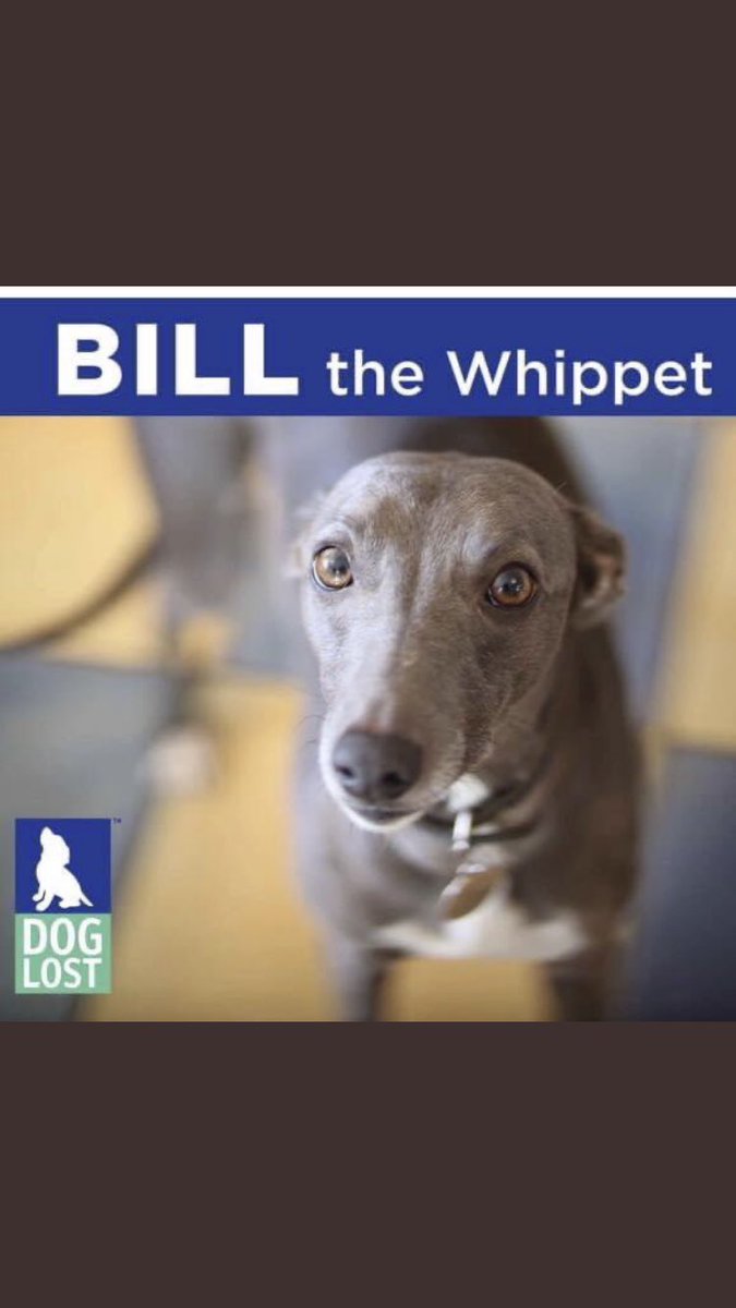 RachaelB100's tweet photo. #BillMissing
Bill the Whippet has a loving home!
He needs to go back.
There have been NO Sightings!
Did you find him?
Did you Keep him?
Did you Steal him?
Is he in your Area?
#Neutered #Chipped
#Stolen #Missing #Deddington #Oxfordshire #OX15 https://t.co/jsuGv2Xl29