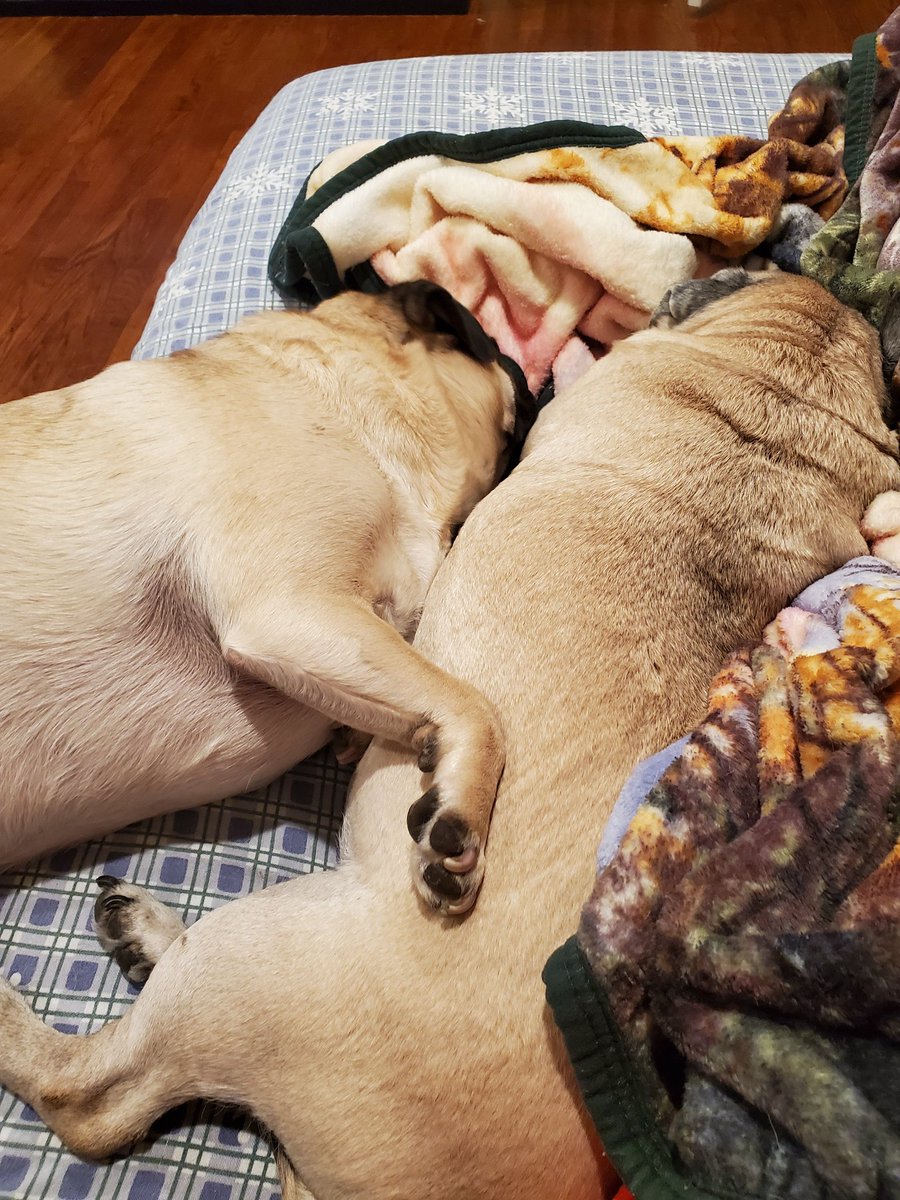 KKoalaM's tweet photo. Sometimes we argue, sometimes we cuddle #puglife #cuddlepugs https://t.co/FMlP6Lr4Y4