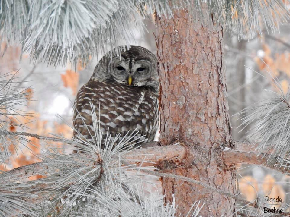 visitbrainerd's tweet photo. Check out this photograph of a beautiful barred owl tucked away on a frosty tree in Brainerd, MN. Photo by Ronda Boehne. #lovebrainerd #visitbrainerd #onlyinmn https://t.co/s4yFPXemRF