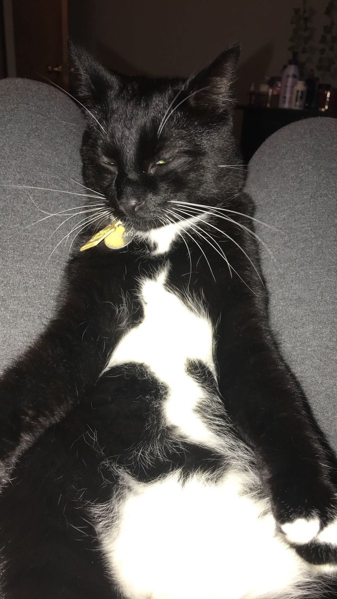 Juliarhawkins's tweet photo. freddy photo dump 🐱 https://t.co/fVRpsYvmaa