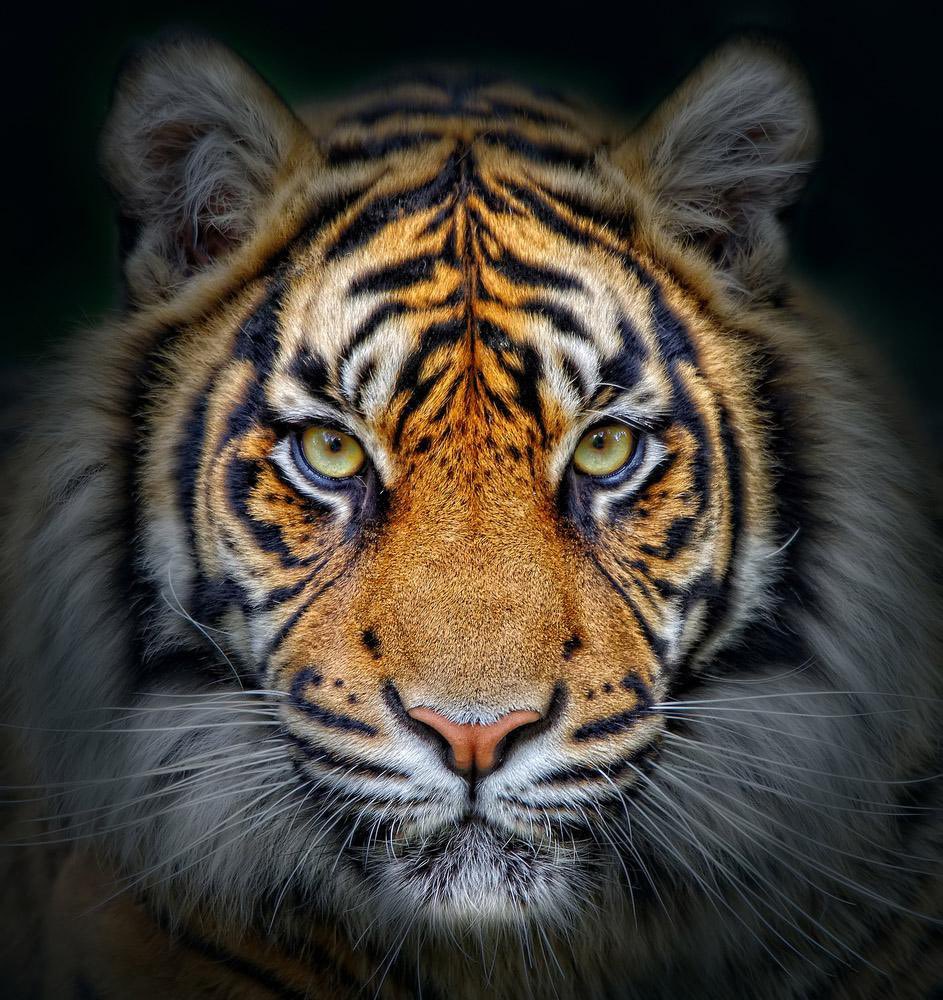BradLarrondo's tweet photo. Hungry everyday...

1-0 Mindset!

#AuburnMade
#WarEagle https://t.co/OWvNiwg3YH
