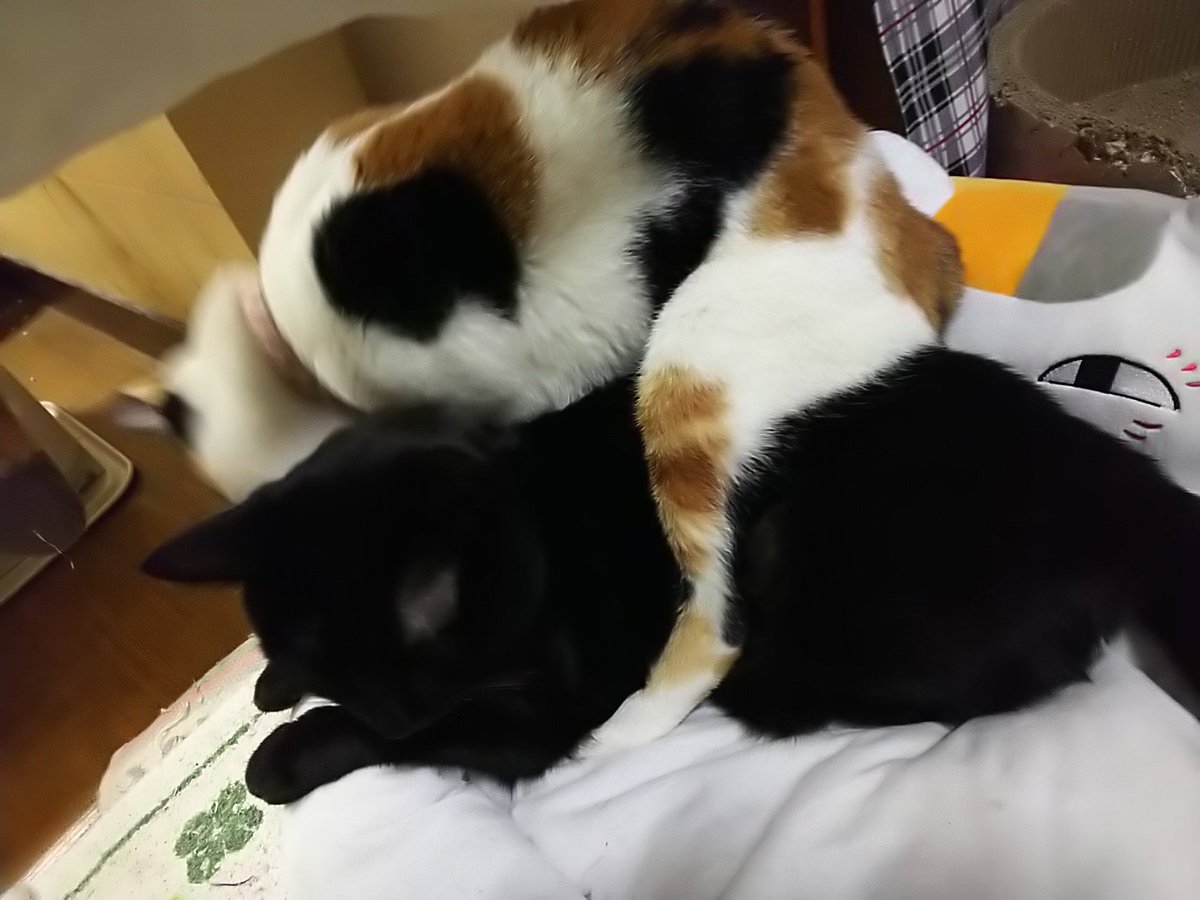 100以上 みけ猫泥 壁紙日本で最も人気のある Hdd