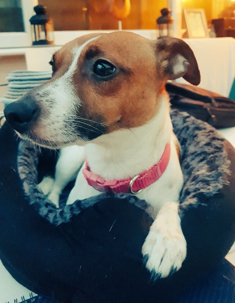 lisa_crank's tweet photo. Lexi..I love online meetings!! 😂🐶 #dogsofzoom #dogsofteams https://t.co/Gw1mZ5hlCd