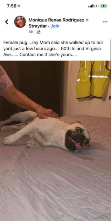sourceforit_1's tweet photo. @FoundLostDogs https://t.co/3YypWubqNI