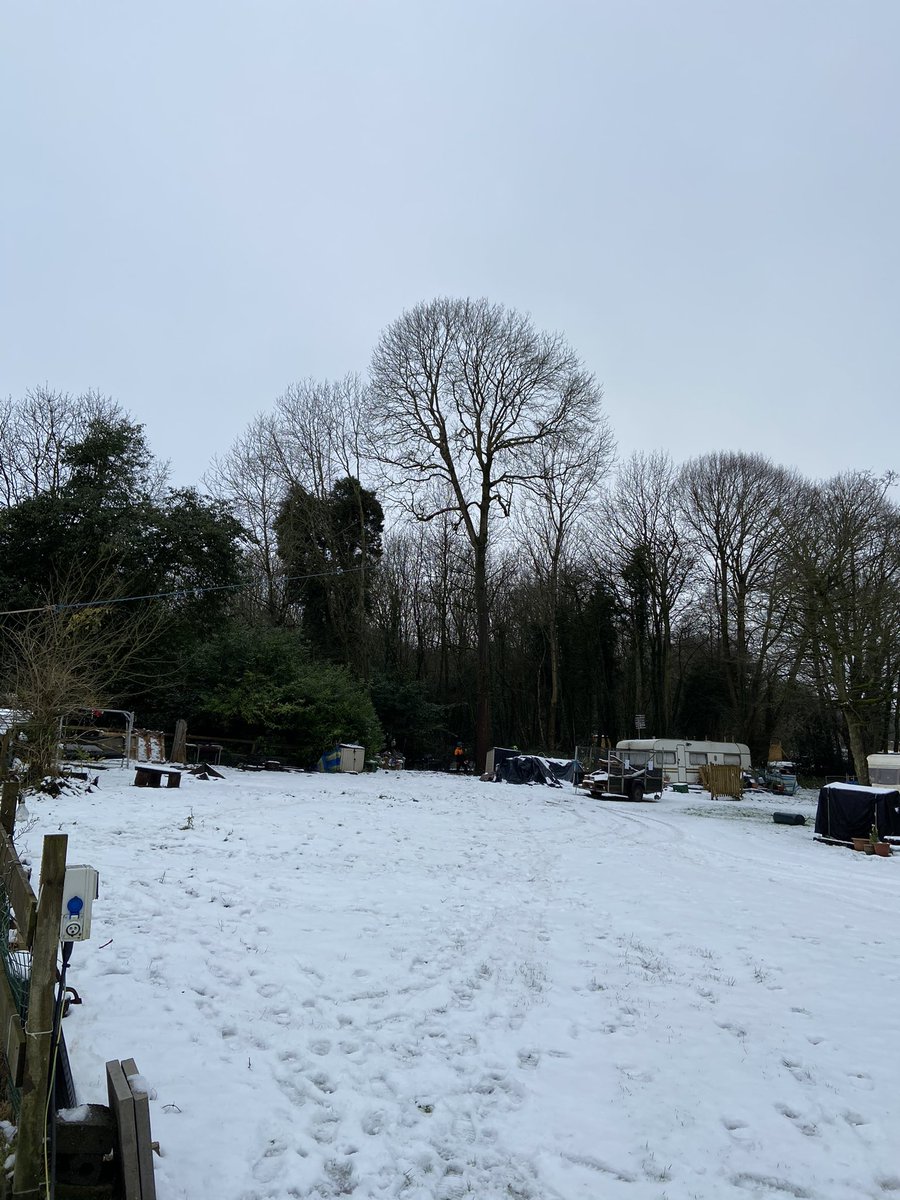 HedgesJust's tweet photo. Large Ash take down (due to Ash die back) in some nice snowy surroundings #treework #stihl @STIHL_GB @RotatechChains https://t.co/ck93R9cVHB