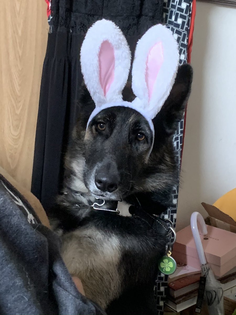LizNTroy's tweet photo. @MrHumanityGives @ShannonHumanity He looks bigger than a puppy, but my German Shepard/Siberian Husky is only 1. He’s fun but SO FULL OF ENERGY. 🥰 https://t.co/PQKqvIne4K