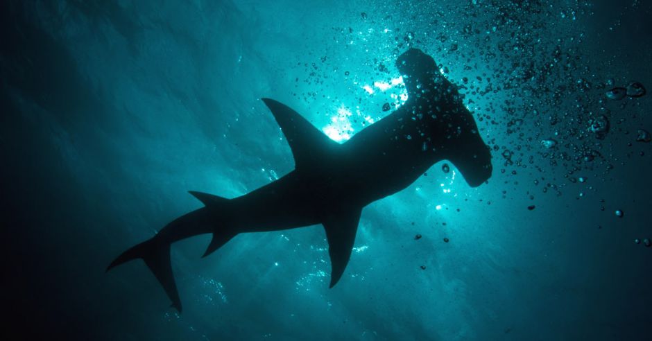 TheCRNews's tweet photo. The hammerhead shark will continue to be a prohibited species for international trade, said the Ministry of Agriculture and Livestock (MAG)...

Follow @TheCRNews
Hashtag #TCRN

#tcrn #agriculture #international #animals #sharks 

Read more about it here:https://t.co/FsxFvYYR93 https://t.co/tM2qecjZ3P