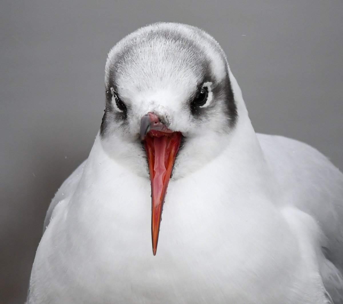 Open wide.... Black Headed Gull 