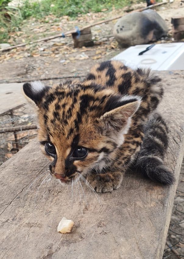 MAATE_Zonal10's tweet photo. Rescatamos un 🐯 Leopardus tigrinus (tigrillo chico), en Pachicutza. El animal fue trasladado al centro de rescate #TZANKA en #Zamora, donde se lo evaluará previo a su reinserción a su hábitat natural. Actividad coordinada por la Tenencia Política de #ElPangui. https://t.co/7EPsvh92q4
