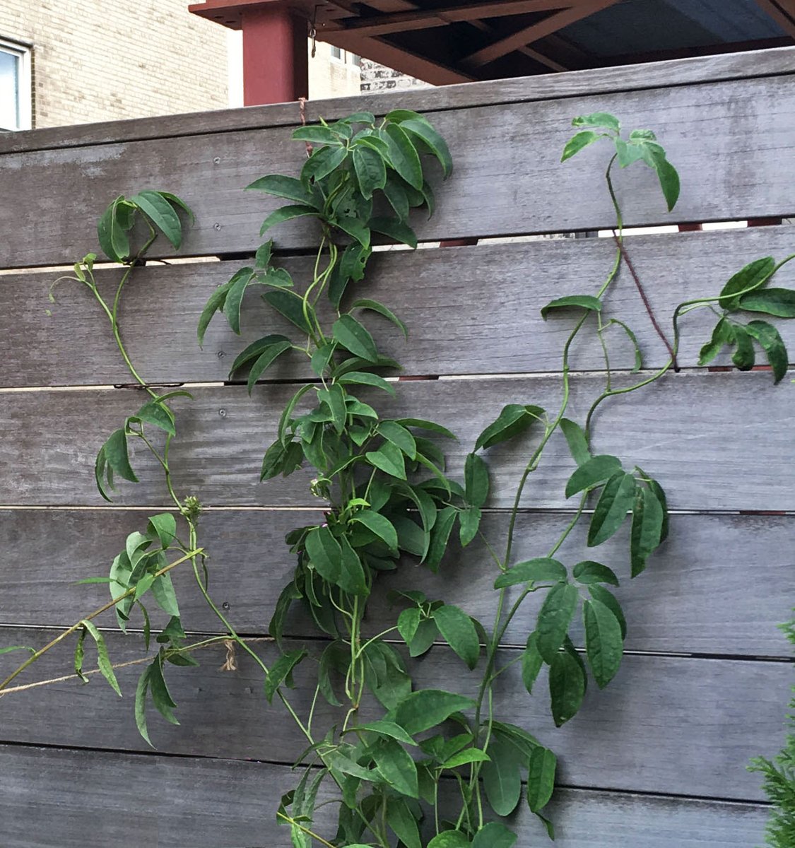 CDLS_NY's tweet photo. The Sausage Vine, is one of our new favorite vine choices. Clients commonly will ask for a vine that will look good all year round, and the Sausage Vine is the perfect solution. A rare evergreen climber, with the ability to grow upwards to 25 feet! https://t.co/dlgMtEN0Ke