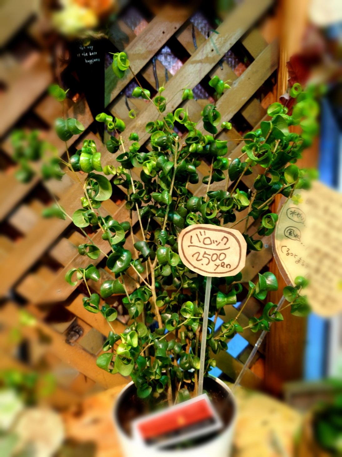Flower Shop ちぐさえん この くるくる がたまらない 葉っぱがすべて くるくる カールしている ベンジャミン バロック です 葉色は濃い緑ですが 新芽はライトグリーンなので グリーンの濃淡となります ベンジャミン