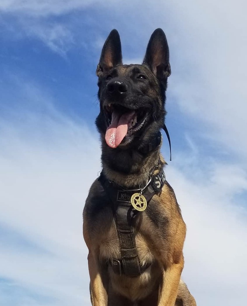 k9sofvalor's tweet image. Our thoughts and prayers are with the Gibson family, K9 Riley's family, and the entire @sacsheriff as they mourn the loss of Deputy Adam Gibson and K9 Riley. Rest easy heroes.
#NeverForget