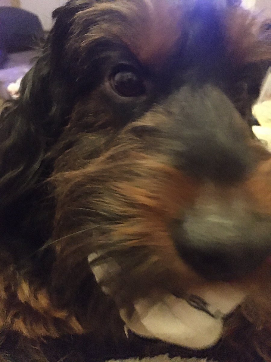 Brunocockerpoo's tweet photo. Mum says I’m looking scruffy #scruffy #dogsoftwitter #dog https://t.co/1NB9VAd3HY