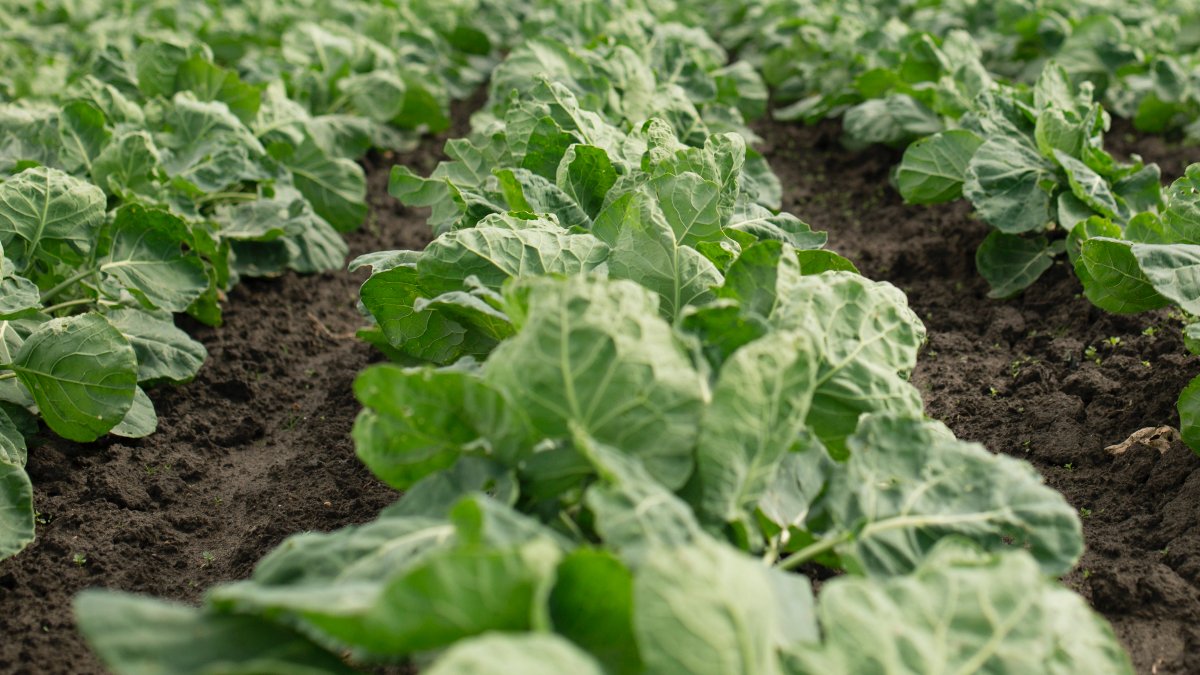 StandardProcess's tweet photo. Good health comes from good nutrition, and good nutrition starts with whole foods. Learn more about just how deep our passion runs. https://t.co/wtrZE3DM07 #Organic #OrganicFarming #Nutrition #WholeFood #OurStandardProcess https://t.co/mVkKG0m9Wo