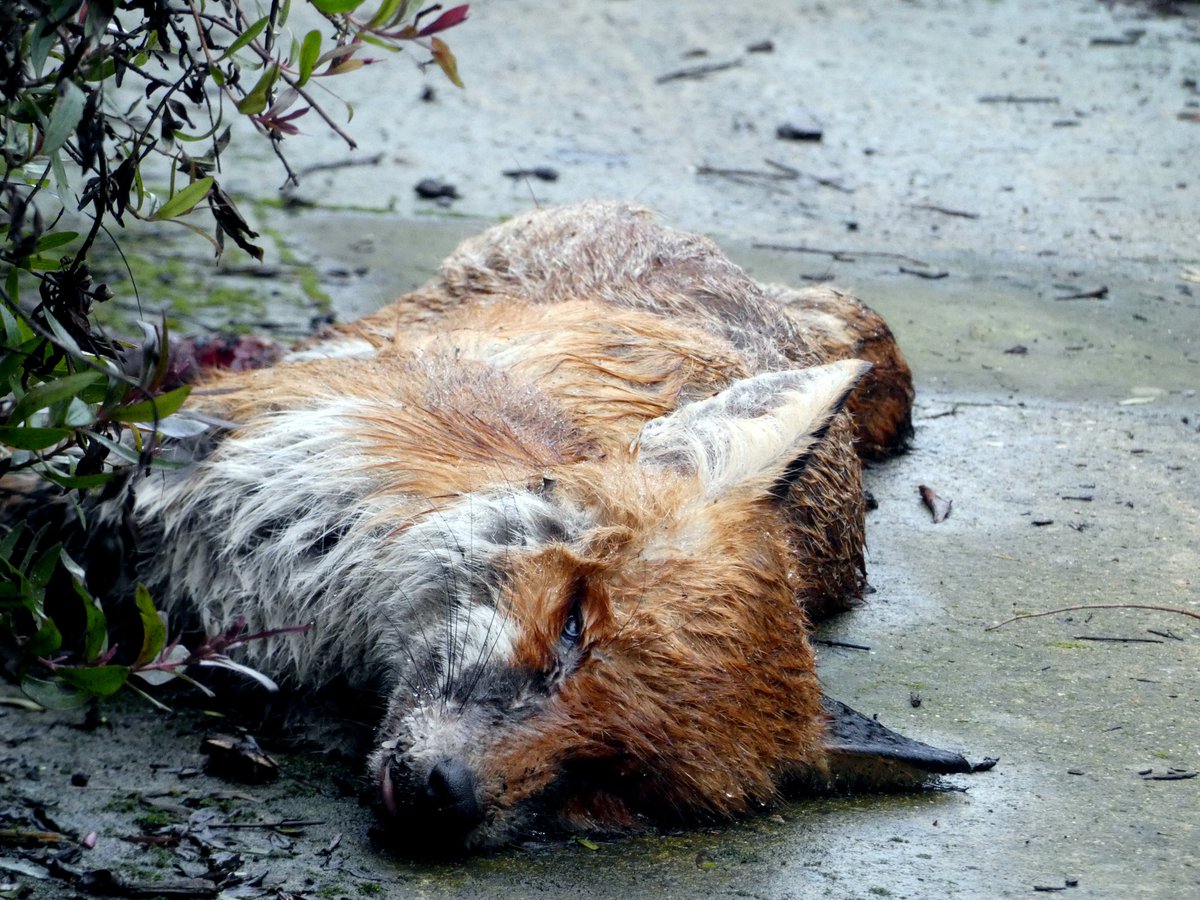 passedwonder's tweet photo. Normally not one for something so dark, but this #deadfox was a really compelling shot, especially with the concrete footprints near it.
#deadanimals https://t.co/9NM6s1BiRC
