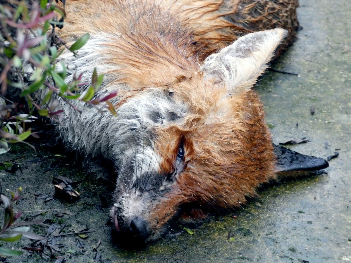 passedwonder's tweet photo. Normally not one for something so dark, but this #deadfox was a really compelling shot, especially with the concrete footprints near it.
#deadanimals https://t.co/9NM6s1BiRC