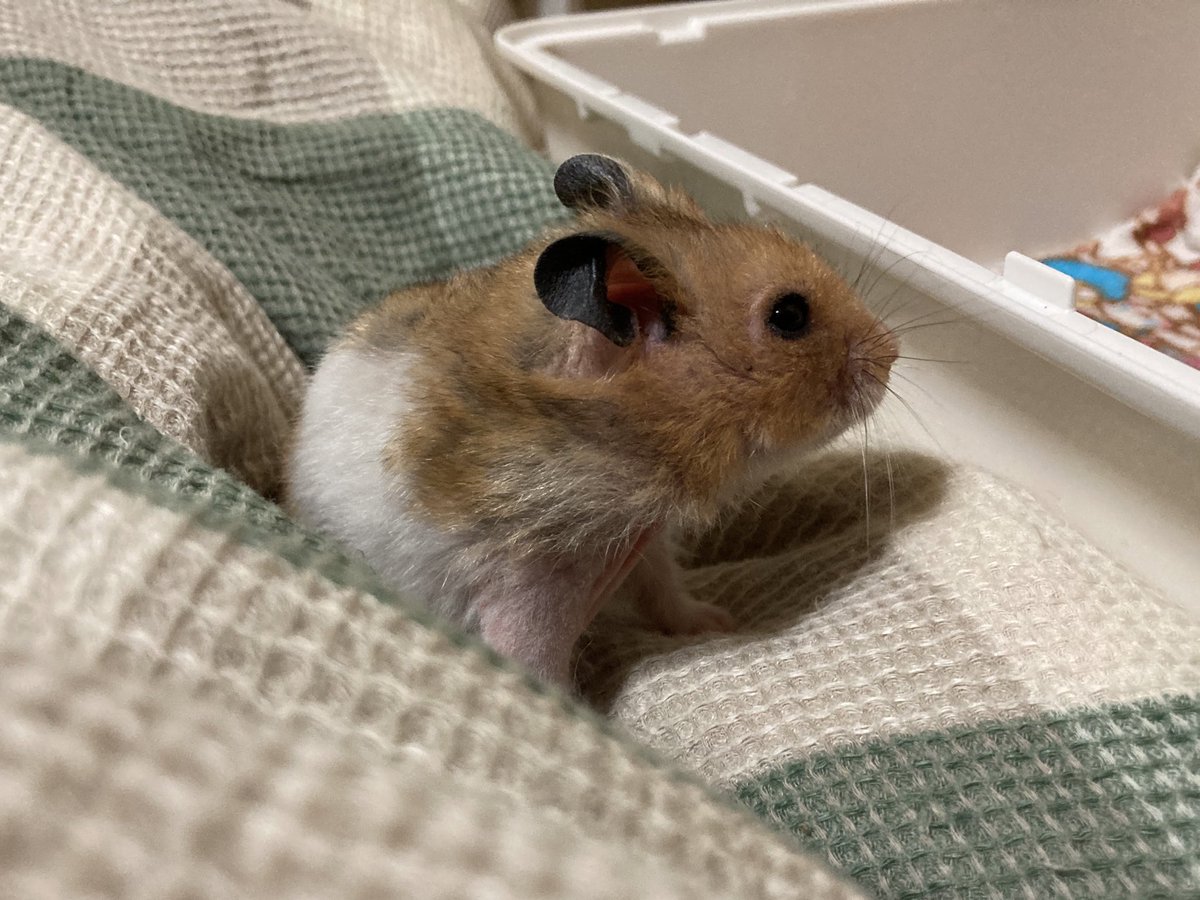 hamuyashiki's tweet photo. いつも高齢ハムらしい顔つきの🐹モンチャック爺さんですが部屋んぽ前は若々しいお顔をしております(*´д`*)ハァハァ
#モンチャック #MONCHUCK #ハムスター #hamster https://t.co/T06uaYgjNt