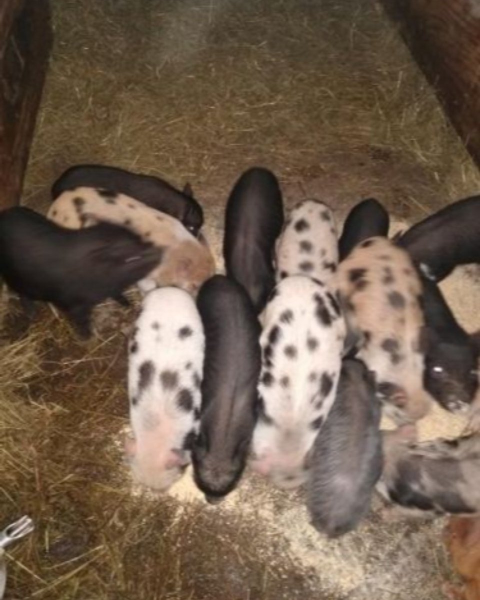 thepapershop's tweet image. You&apos;ve heard the famous &quot;this little piggy&quot; story, well these micro mini pigs are the little piggies that want to go wee wee wee to their new homes! Check out our Pets &amp;amp; Animals category for more information!
#microminipigs #trustedlocal #classifiedadmagazine
@findnflip