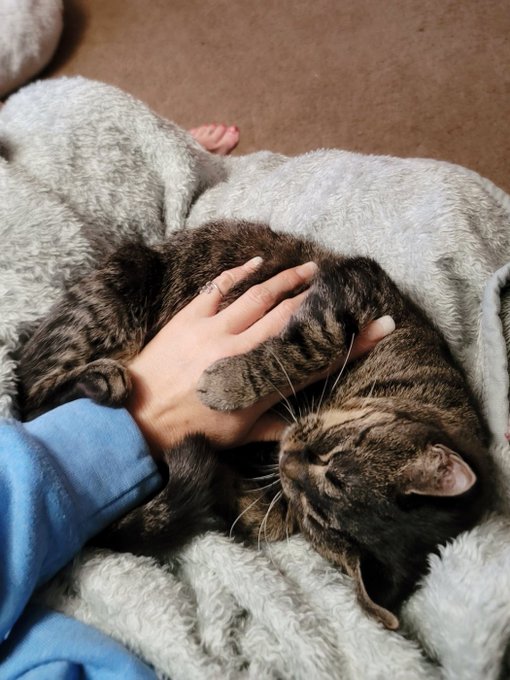 This is definitely kitty love 🥰😋 https://t.co/Sni4AvVV5F<a href="/tag/newprofilepic"class="tags"><span>#newprofilepic</span></a>