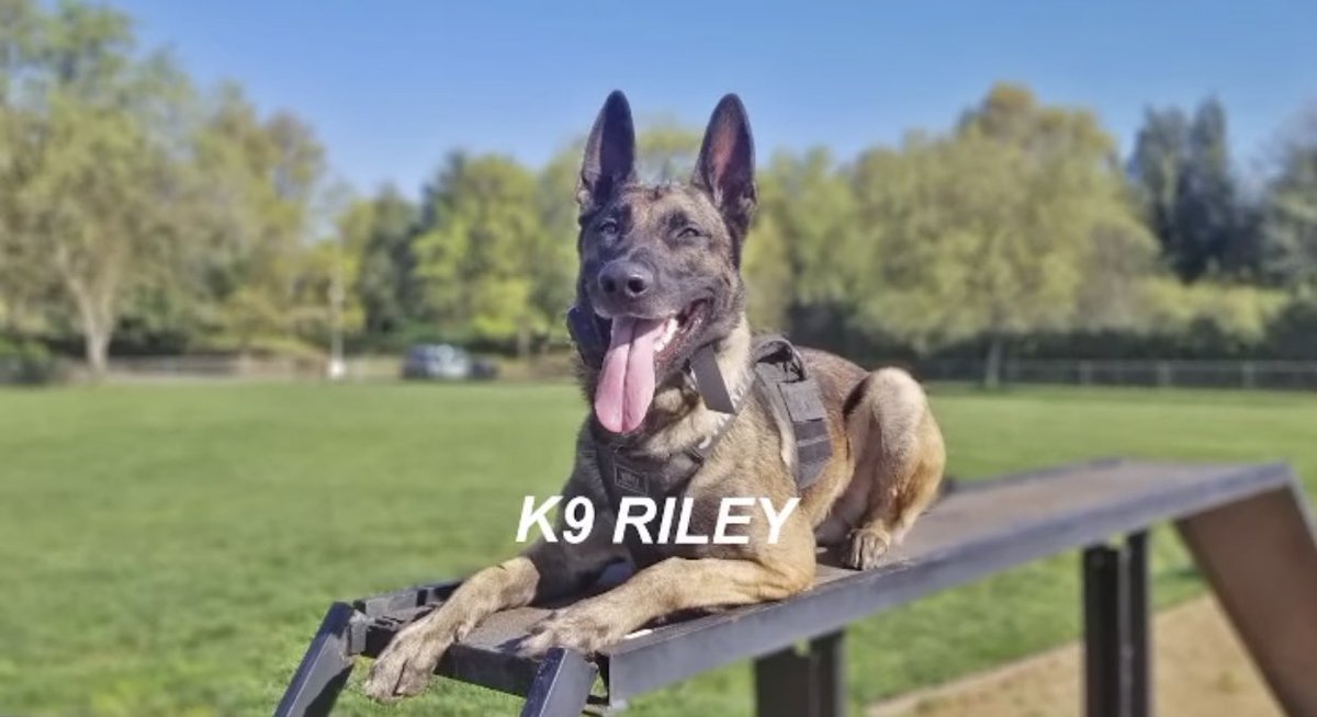OxnardpoliceK9's tweet photo. RIP @sacsheriff K9 Riley. Thank you for your service 🙏🏽🌈🐾 https://t.co/xdoNbrJqRf