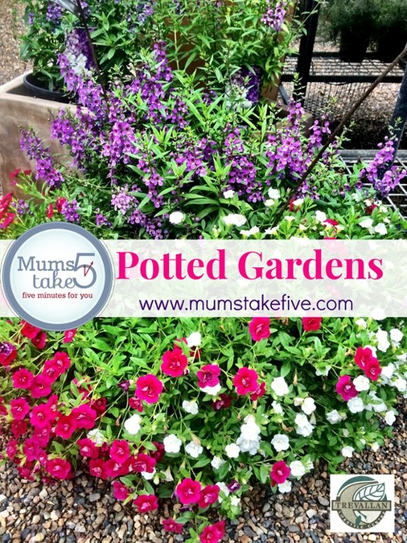 MumsTakeFive's tweet photo. Caring for your potted garden https://t.co/lVqqqo4ZXE  #gardening #gardeningaustralia #flowers https://t.co/1ZqUr1oDGb