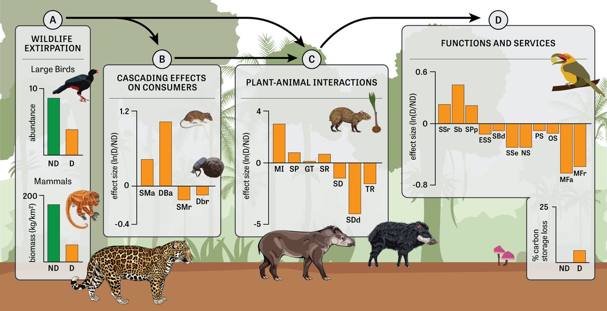 NachomanVillar's tweet photo. 🌴🐒🐗🐆Our book chapter is out! We document the main drivers and consequences of defaunation in the Atlantic forest of South America, in a massive effort that also recollects two decades of experimental research
https://t.co/U9Z02vDAc6 https://t.co/64o5DQP4il