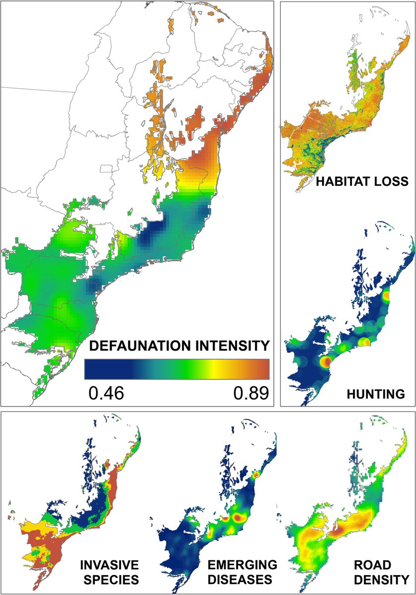NachomanVillar's tweet photo. 🌴🐒🐗🐆Our book chapter is out! We document the main drivers and consequences of defaunation in the Atlantic forest of South America, in a massive effort that also recollects two decades of experimental research
https://t.co/U9Z02vDAc6 https://t.co/64o5DQP4il