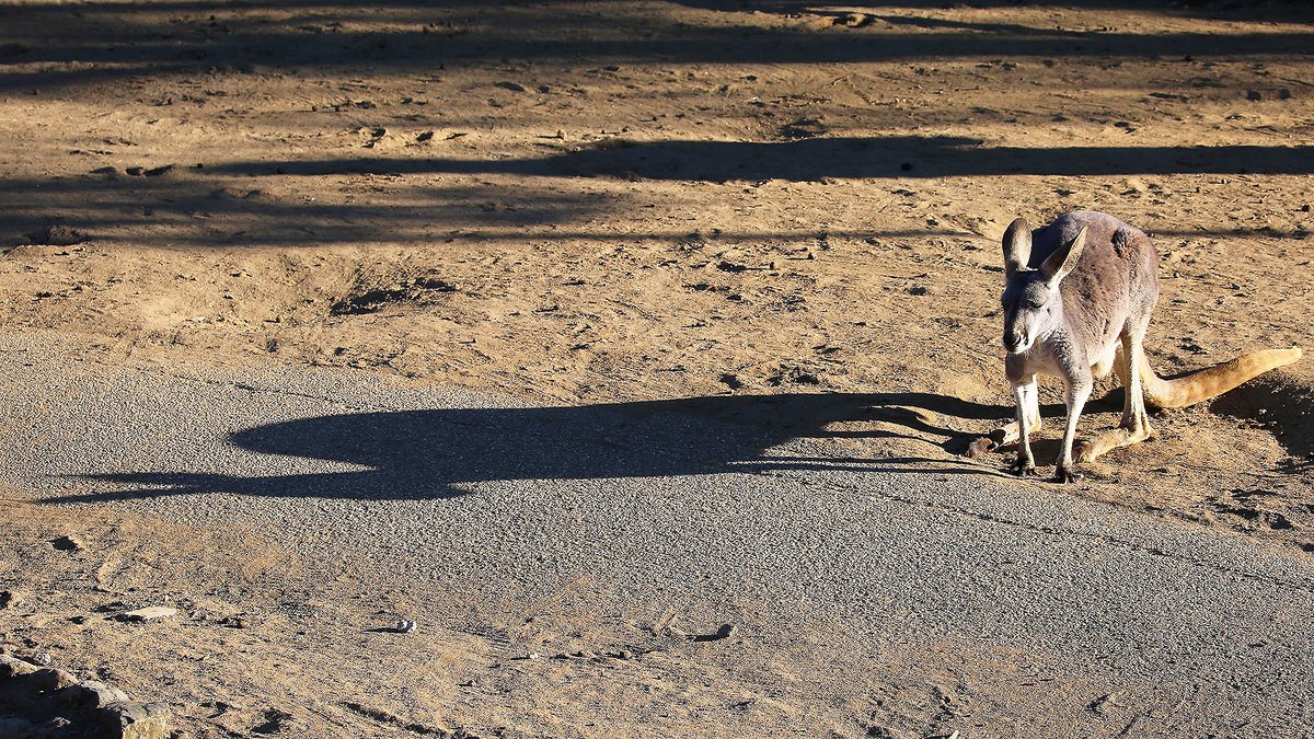 富士サファリパーク公式 どうぶつの影クイズ 午後3時頃 ながーく伸びた影が いったい 誰の影 でしょうか 答えは明日 1月日の正午ごろ発表 動物の影 富士サファリパーク T Co Zayz4re43p T Co Yhtlk5yibd Twitter 富士サファリパーク公式 どうぶつの影クイズ 午後3時頃 ながーく伸びた影が いったい 誰の影 でしょうか 答えは明日 1月日の正午ごろ発表 動物の影 富士サファリパーク T Co Zayz4re43p T Co Yhtlk5yibd Twitter